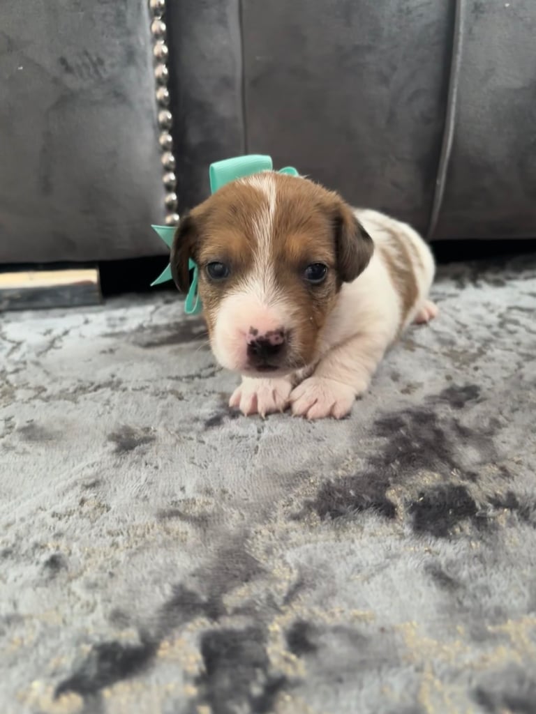 Two gorgeous Jack Russell puppies left