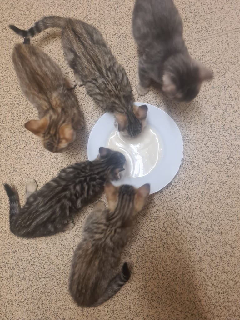 image for Ex Bengal Kitten