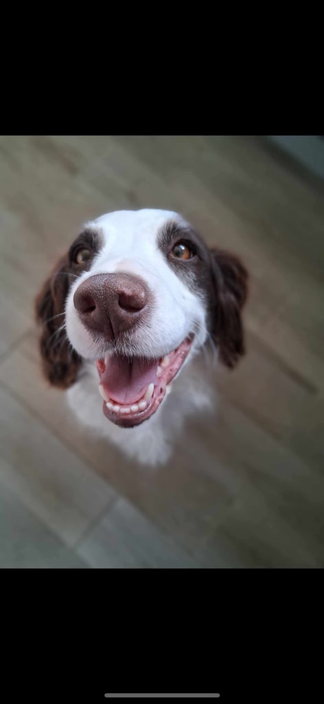 Sprocker spaniel female 