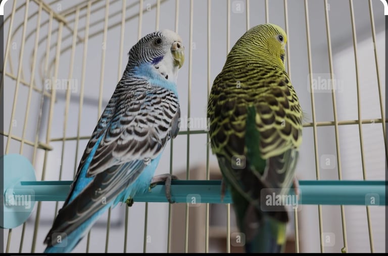 Pair of budgies with cage