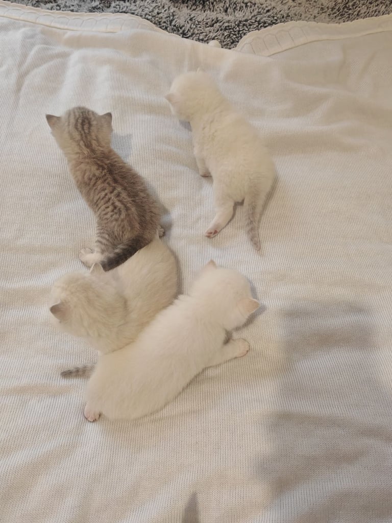 British Shorthair cute kittens 