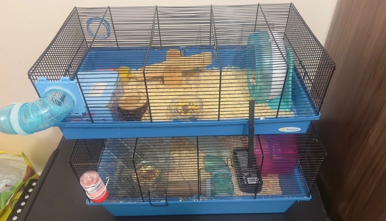 Syrian Hamster with cage and accessories 