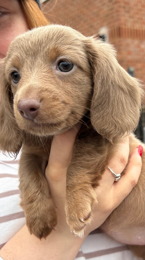 image for 1 long hair miniature dachshund girl left