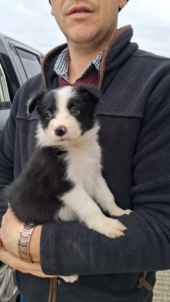 3 beautiful pups for sale 