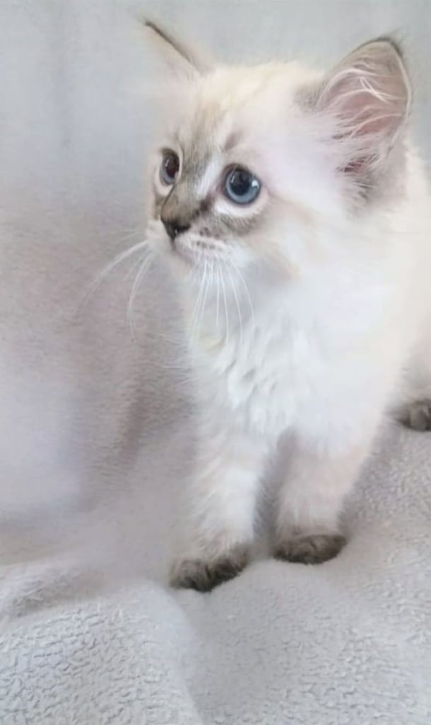 Gorgeous Ragdoll kittens ready to leave. Both parents Pedigreesboth parents pedigree