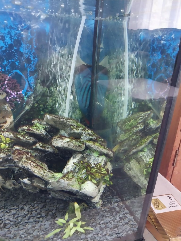 Fish tank 