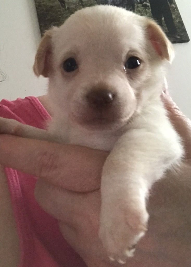 PURE BREED CHIHUAHUA PUPPIES