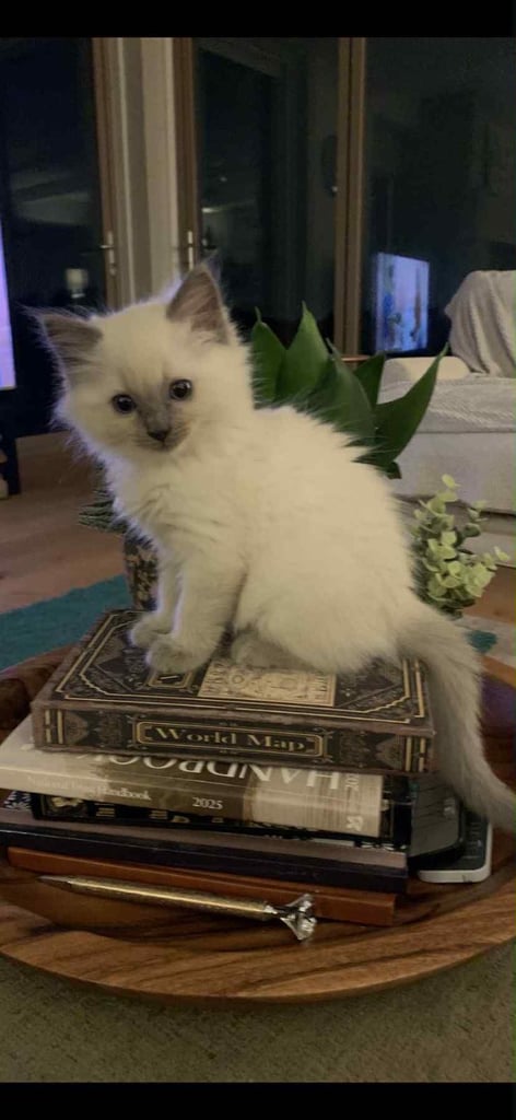 Ragdoll Kittens