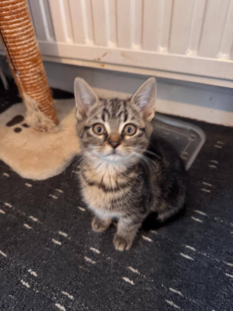 Kitten
