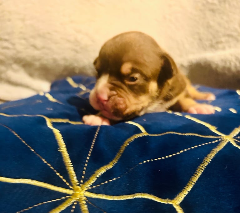 Olde English bulldog puppies 
