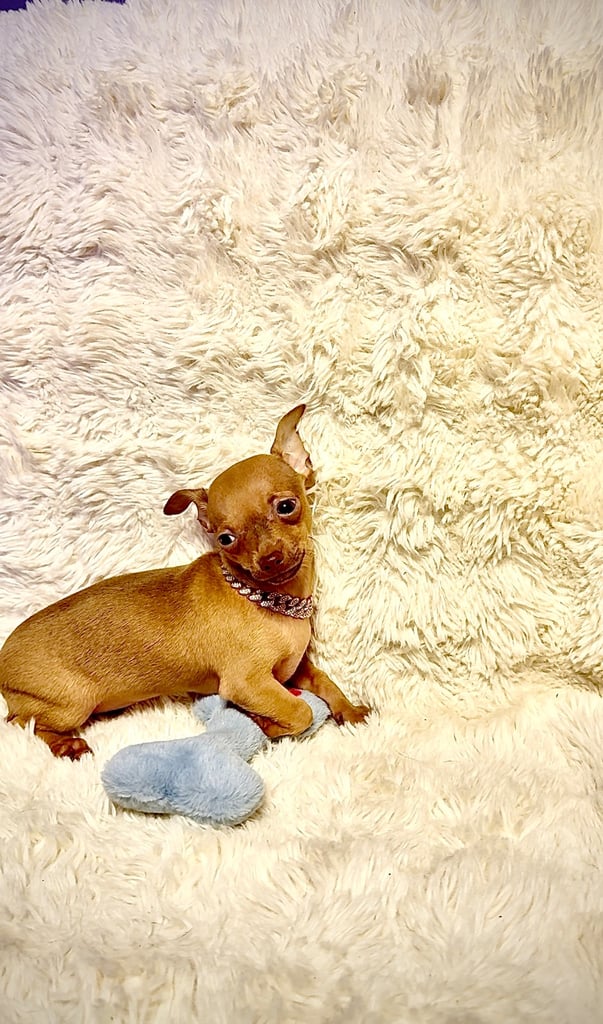 Beautiful chihuahua puppies 