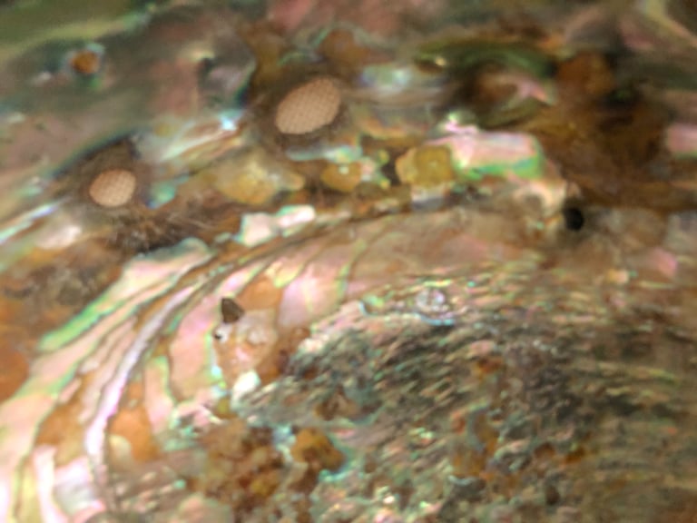 Large Abalone (?) shell ONO