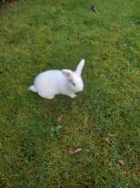 image for Mini Lop Rabbits