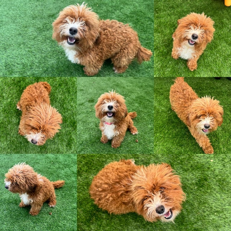 Jackapoo Puppys 