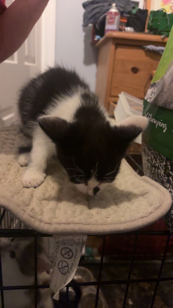 Kittens 