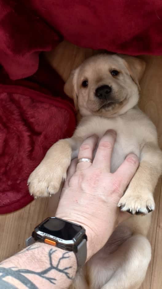 Labrador Pups - 7 Left! 