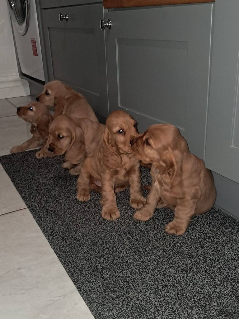 Cocker spaniel pups for sale