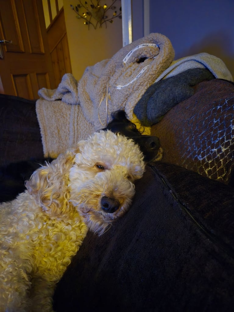 Gorgeous F1 Cockapoo Puppies