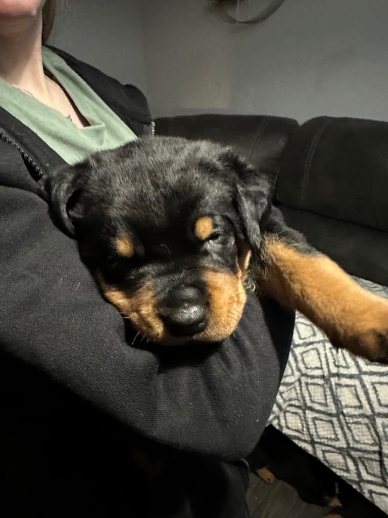 1 Male Left Big Chunky Rottweiler Pups