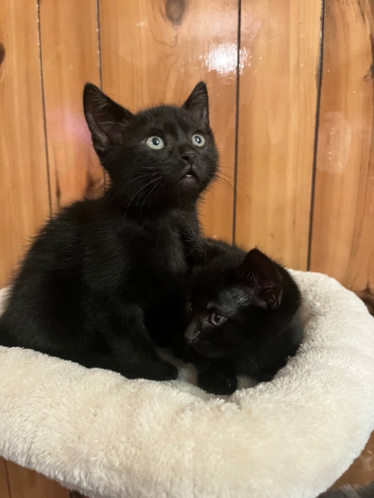 Pure black kittens