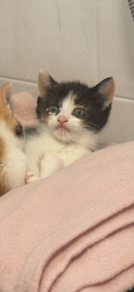Beautiful kittens 