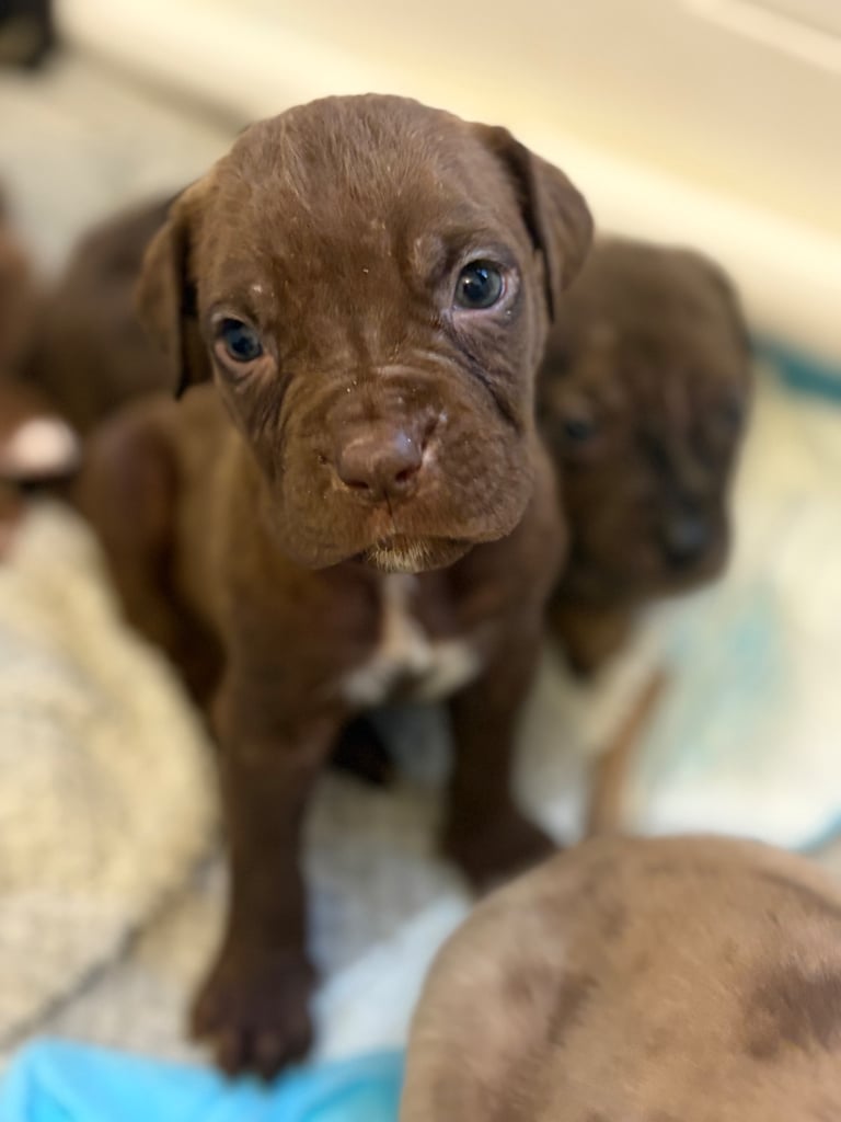 Cane Corso Puppies