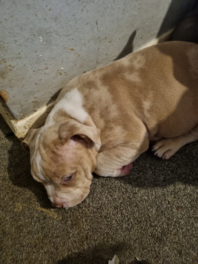 Pocketbully puppies 