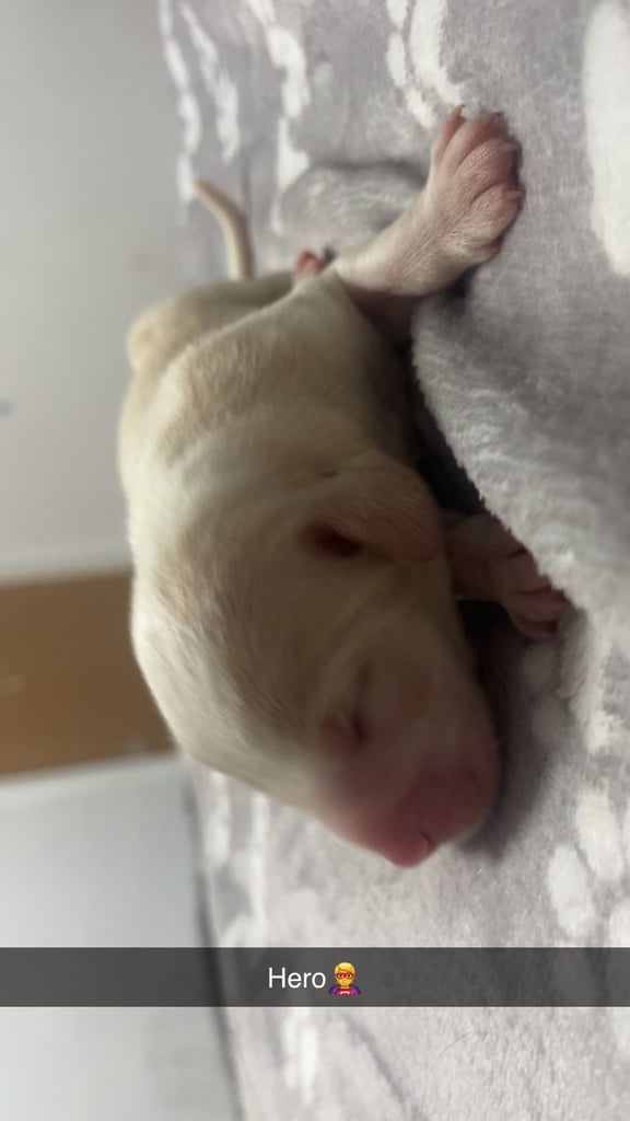 Lab x staffie pups 