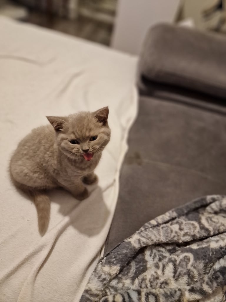 British shorthair kittens 