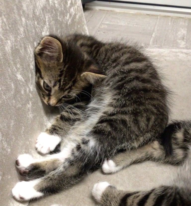 2 male kittens tabby ready for a new home 