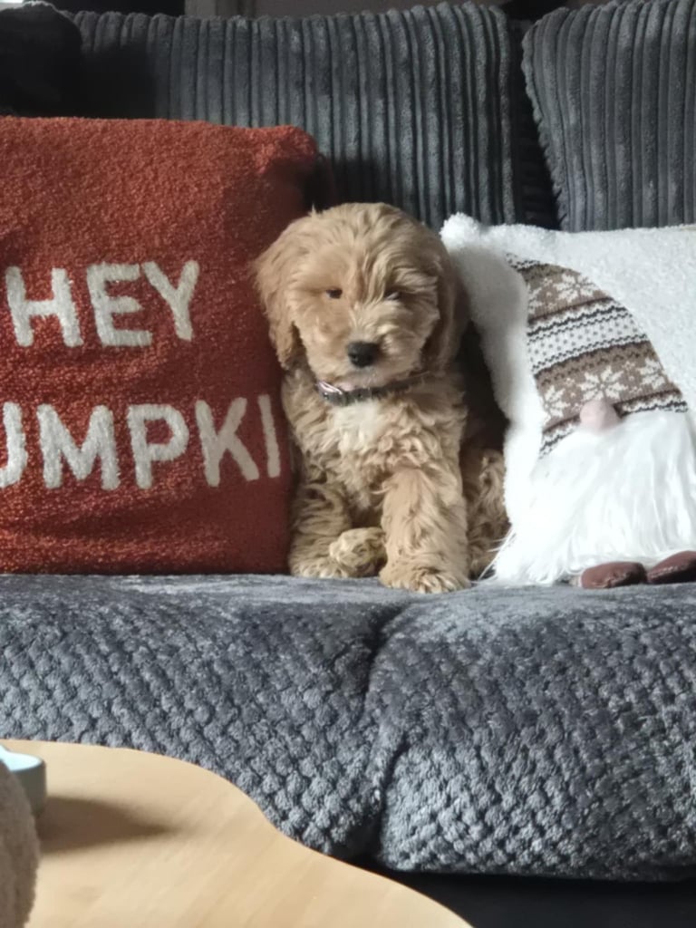 image for Cockapoo 9 weeks old 