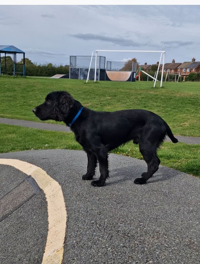 Cocker spaniel 