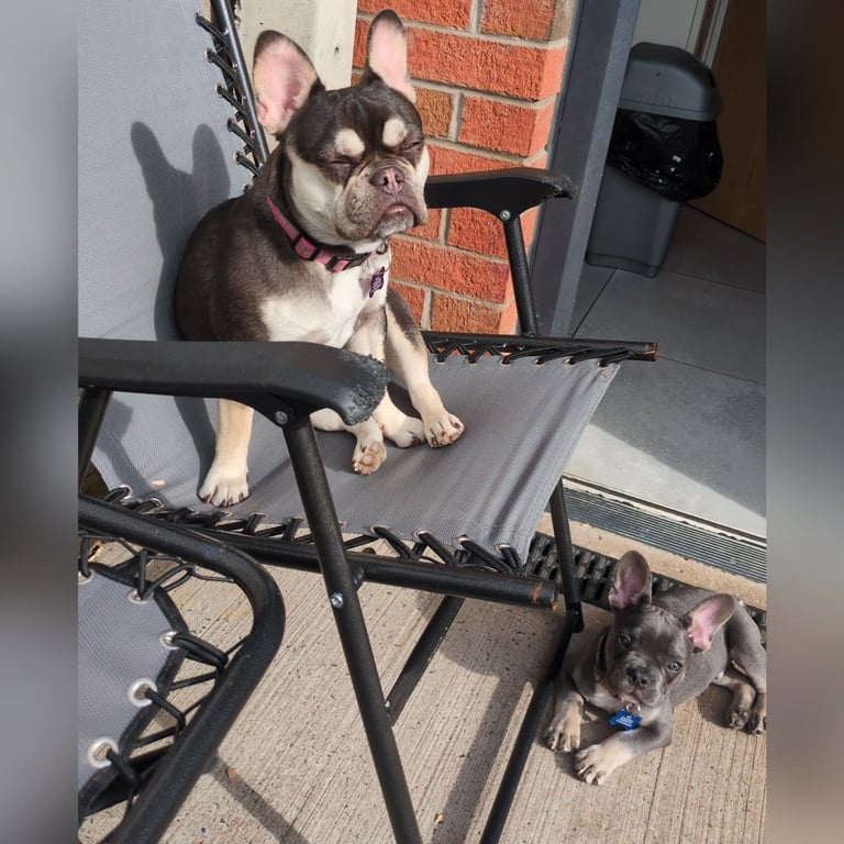 French bulldog puppy