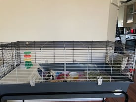 2 Guinea pig/Rabbit cages and stand 120 x60cm