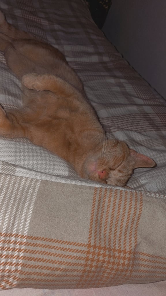 Ginger Ragdoll mixed 