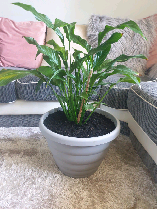 Large Spathiphyllum Sweet Silver peace lily.