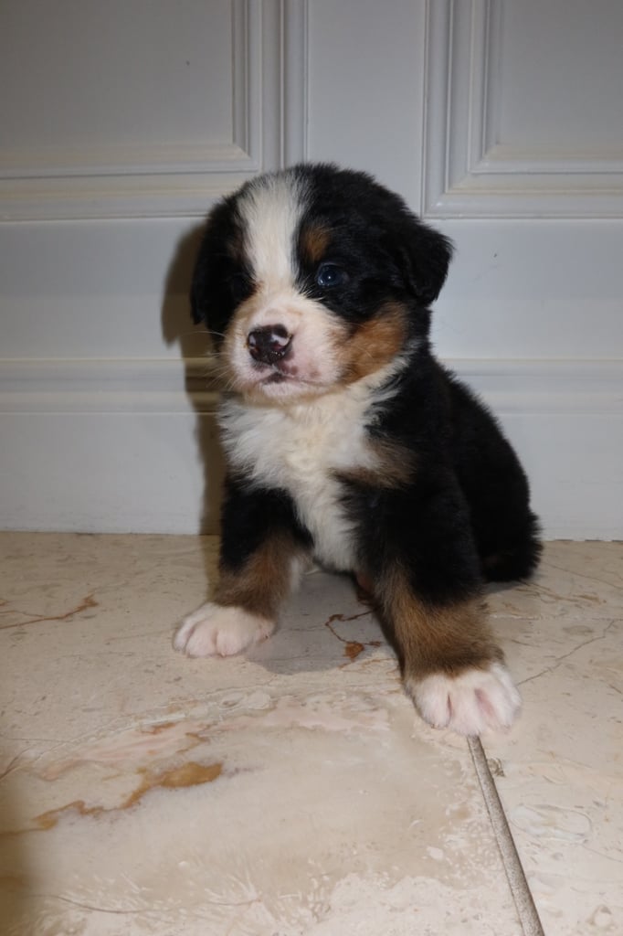 Bernese Mountain Dog Pups