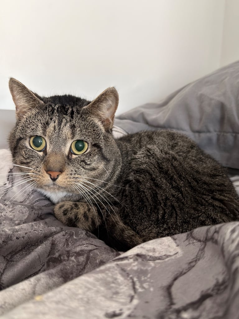 Looking for a forever home for Rocky 