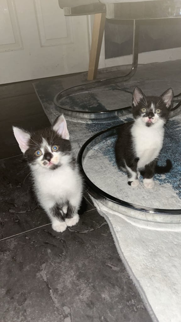 image for 5 beautiful kittens for a sale 