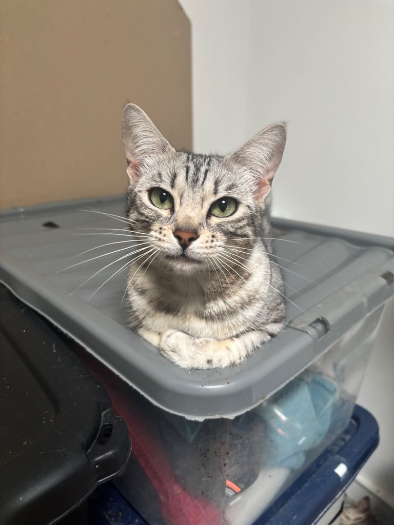 TICA Beautiful Silver Bengal Girl.