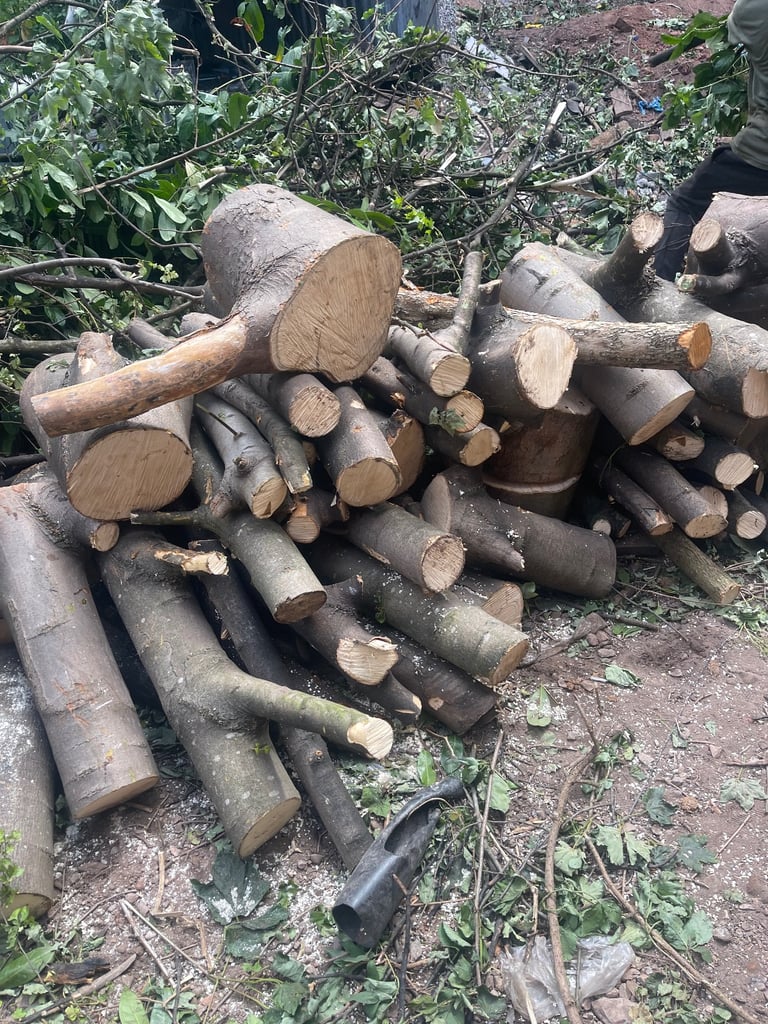 Tree cutting ,fence,grass,hedge cutting 