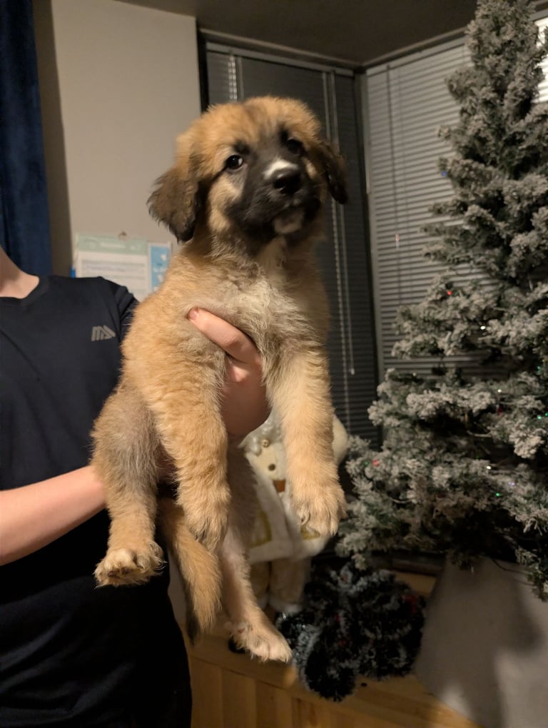 Bernese mountain dog X white swiss Shepard 