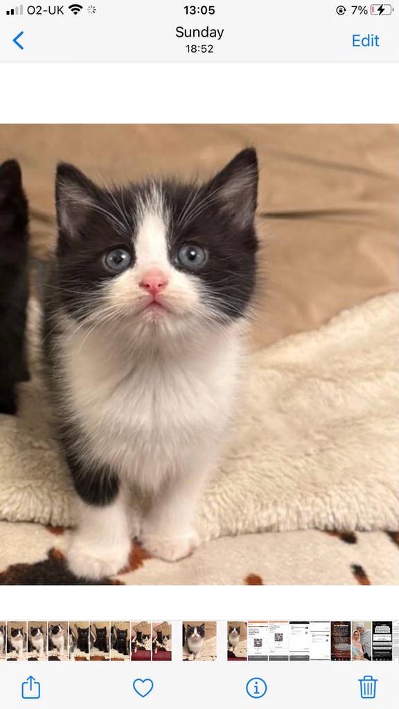 kittens