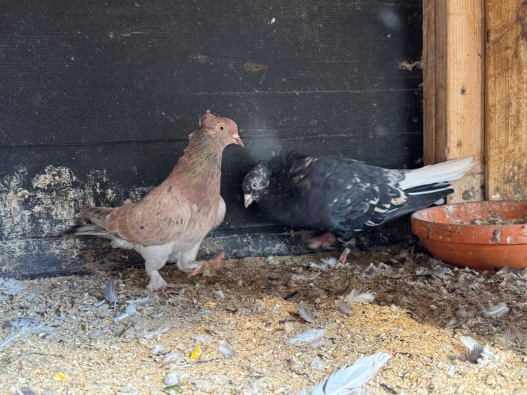 Iranian Pigeons For Sale