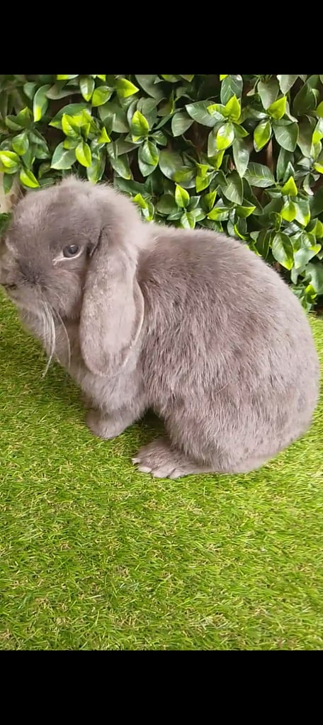 image for Mini lop (pedigree)   belfast
