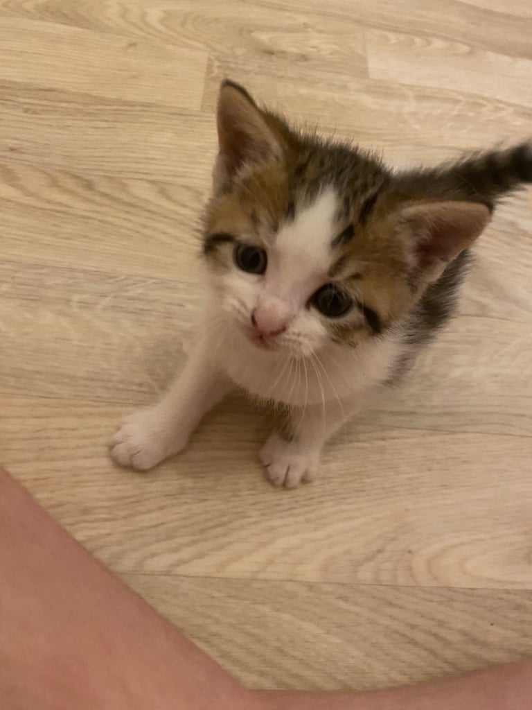 Playful gorgeous boy kitten
