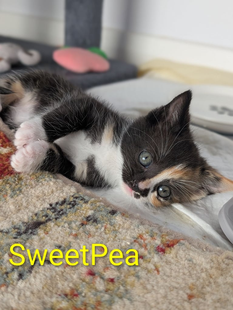 6 Beautiful Kittens - ONE AVAILABLE 