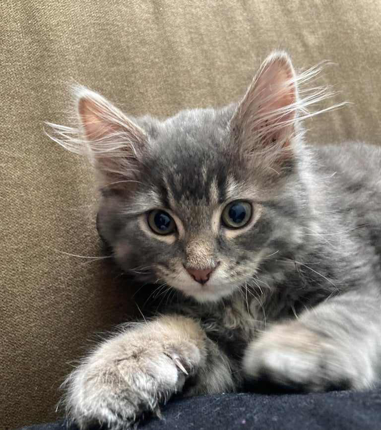 Beautiful kitten boy