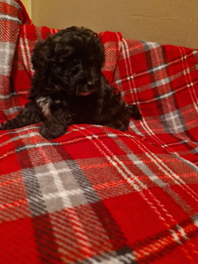 6 ADORABLE Teddy Shihpoos 