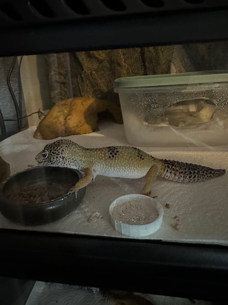 Female Leopard Gecko  for sale